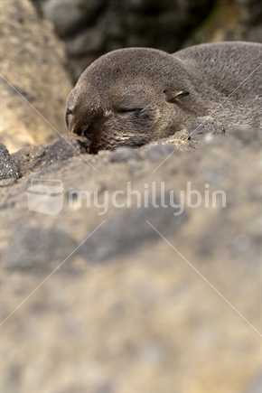 Dozing Seal bathing on the rocks on the West Coast