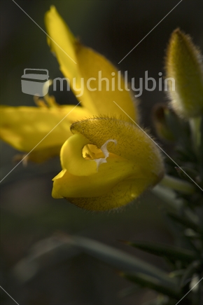 Yellow Broom in Flower