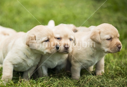 Cute Labrador puppies