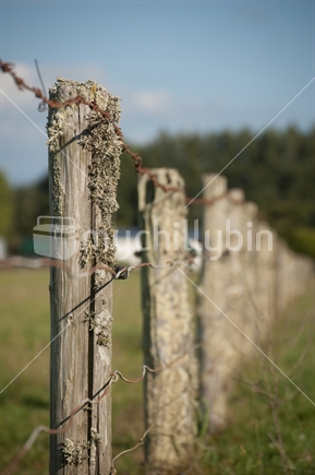 Old Farm Fence with Lichen