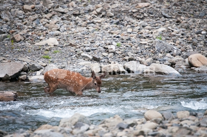 Young Deer in the River