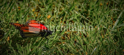 Monarch Butterfly, NZ