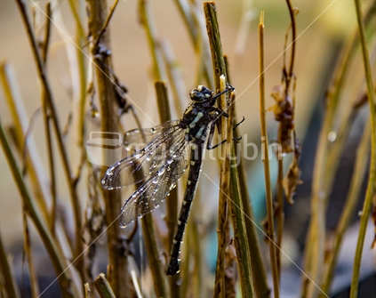 Dragonfly, NZ