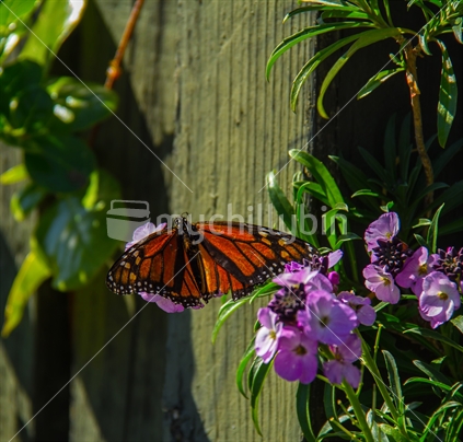 Puurerehua (Monarch Butterfly)  out in Spring, Wellington