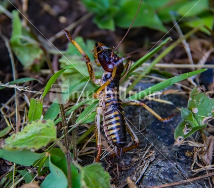 Native Weta, insect, iconic, scare, scared, fright, dramatic, wow, N