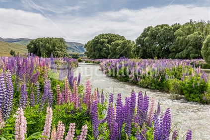 Lupins by River