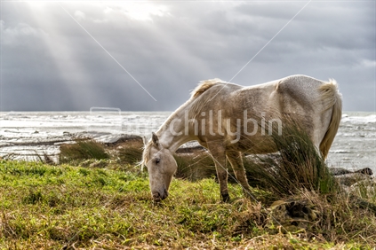 Wild Horse by the Sea