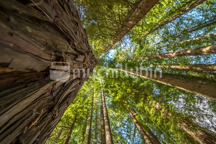 Rotorua Redwoods