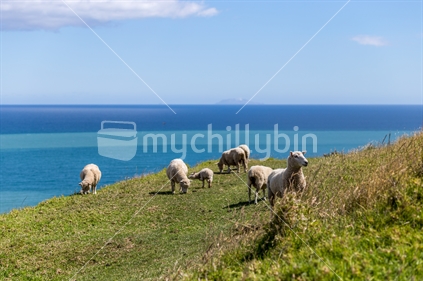 Sheep farming by the Sea