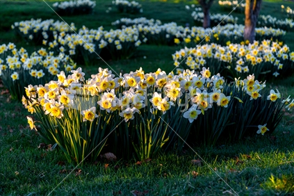 Spring Daffodils in Bloom