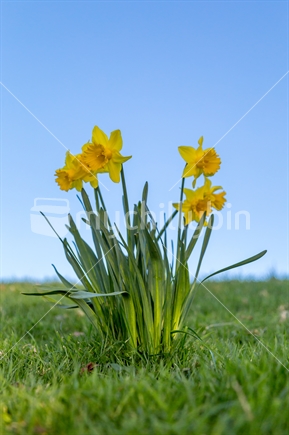 Yellow Daffodils Heralding Spring