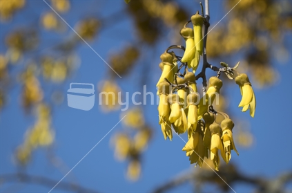 Bunch of Kowhai flowers