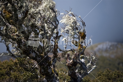Lichen on beech tree