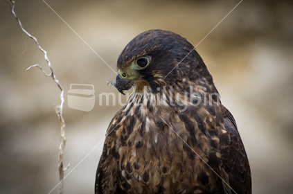 Native falcon (Karearea)