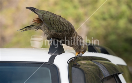Kea playing with a car