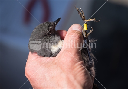Banding a robin