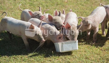 Piglets feeding
