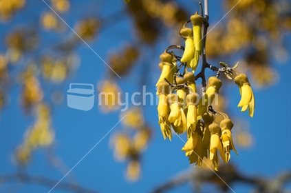 Bunch of Kowhai flowers