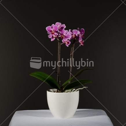 Pink/purple orchid on a dark background