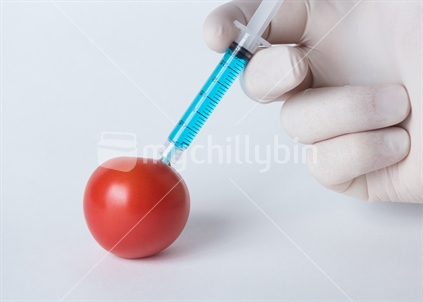 Tomato being injected with a blue chemical.