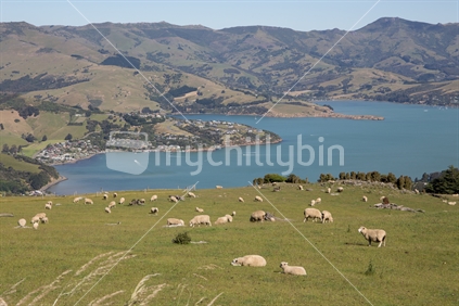 Sheep over the bay, banks peninsula