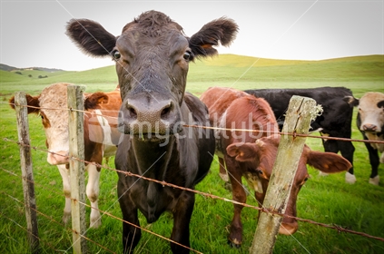 Cow over fence