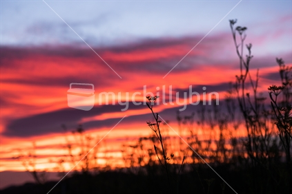 Hawkes Bay sunset with plants in selective focus