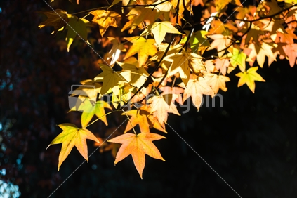Autumn leaves in the golden light