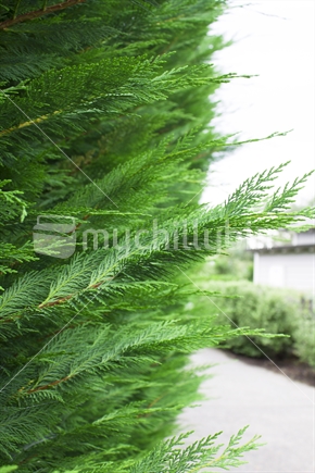 Fir Tree close-up with house and driveway in background
