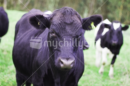 Black bull looking directly at the camera