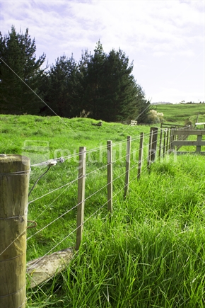 Wooden electric fenceline and pasture