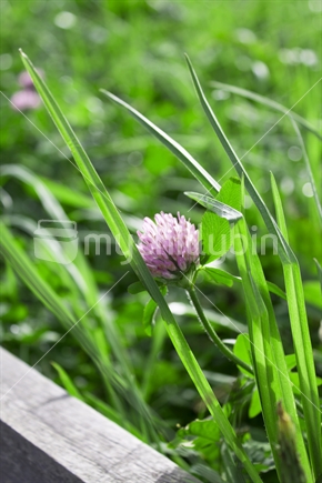 Purple flower in pasture