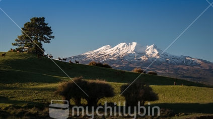 Deer on the hill overlooking Mount Ruapehu