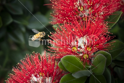 The New Zealand Christmas tree or Pohutukawa is in full bloom around Auckland and bees are loving these red flowers
