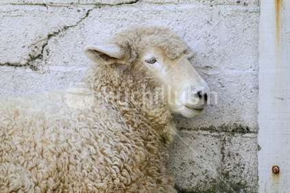 Sheep bleneding in with a concrete wall.