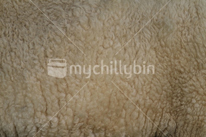 Sheep wool texture