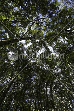Beech Forest Looking Up