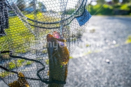 Trout held in a net