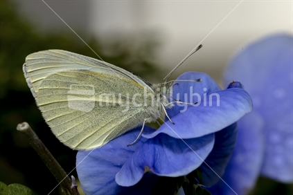 White Butterfly  