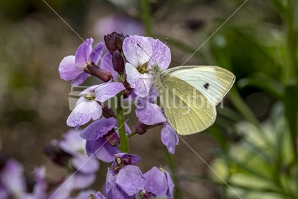 White Butterfly  