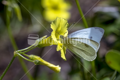 White Butterfly  on yellow  flower