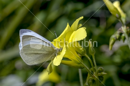 White Butterfly  on yellow  flower