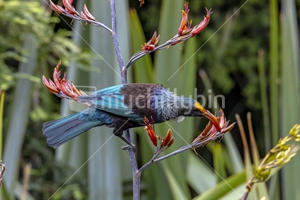 New Zealand native Tui and flax Flowers