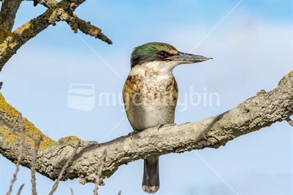 New Zealand native Kingfisher /Kotare 