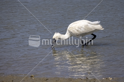 Spoonbill feeding in the water.