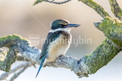 New Zealand native Kingfisher /Kotare 
