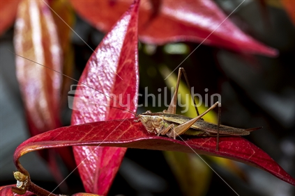 Field grasshopper 