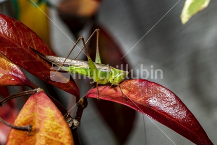 Field grasshopper in foliage