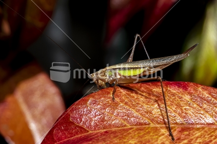 Field grasshopper on a leaf