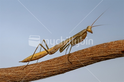 Praying Mantis on a twig